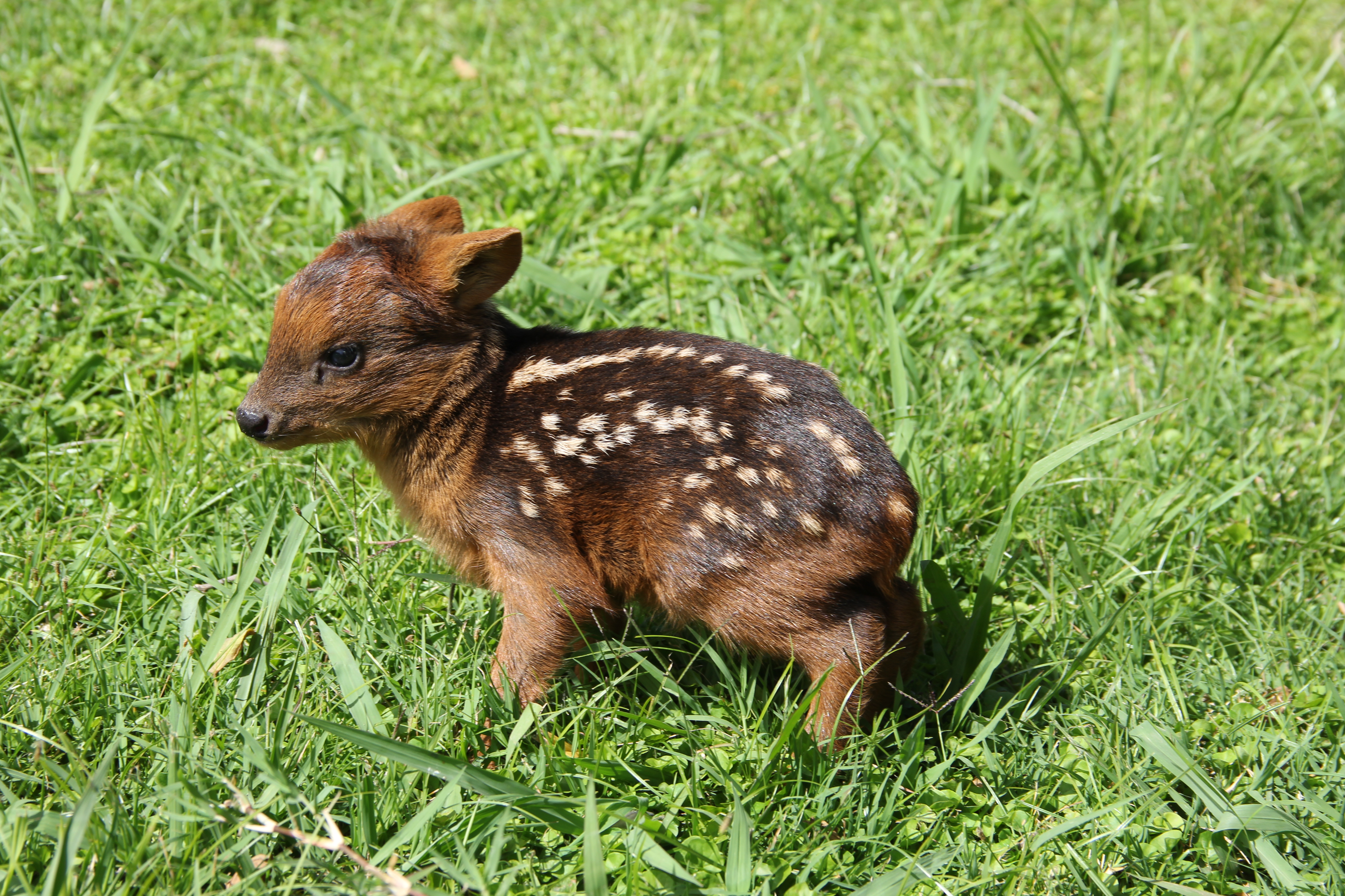 EL PUDÚ _CHAPELCO_